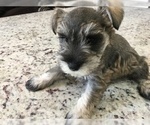 Small Photo #7 Schnauzer (Miniature) Puppy For Sale in VALRICO, FL, USA