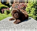 Puppy 1 Shih Tzu
