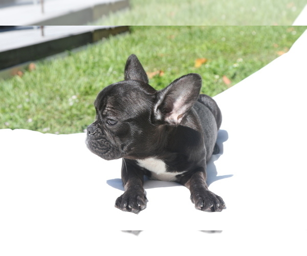 Medium Photo #3 French Bulldog Puppy For Sale in HOLLYWOOD, FL, USA