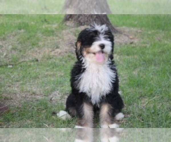 Medium Photo #1 Miniature Bernedoodle Puppy For Sale in MINEOLA, TX, USA
