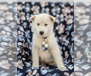 Alaskan Husky-Pomsky Mix Puppy for sale in QUARRYVILLE, PA, USA