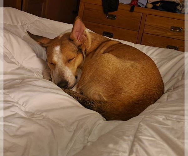 Medium Photo #13 Basenji-Unknown Mix Puppy For Sale in Minneapolis, MN, USA