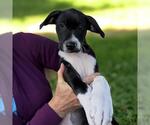 Small #8 Border Collie Mix