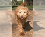 Small Photo #3 Australian Labradoodle-Poodle (Standard) Mix Puppy For Sale in WILSON, CT, USA