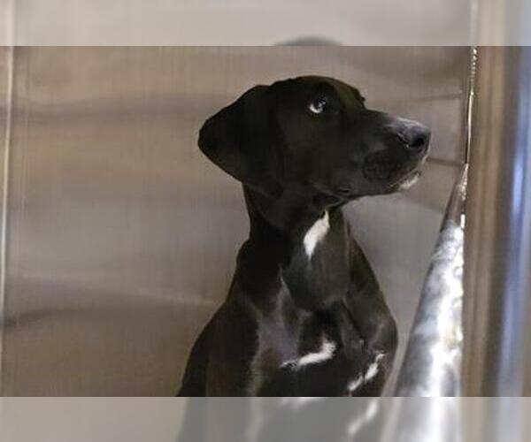 Medium Photo #1 Lab-Pointer Puppy For Sale in Orange, CA, USA