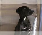 Small Lab-Pointer