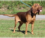 Small Photo #3 Bloodhound Puppy For Sale in Prattville, AL, USA