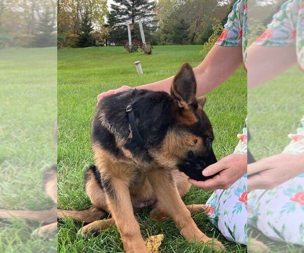 Medium Photo #2 German Shepherd Dog Puppy For Sale in WESTBY, WI, USA