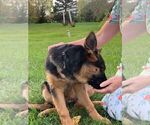 Small Photo #2 German Shepherd Dog Puppy For Sale in WESTBY, WI, USA