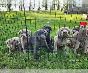 Labrador Retriever Litter for sale in GARVIN, MN, USA