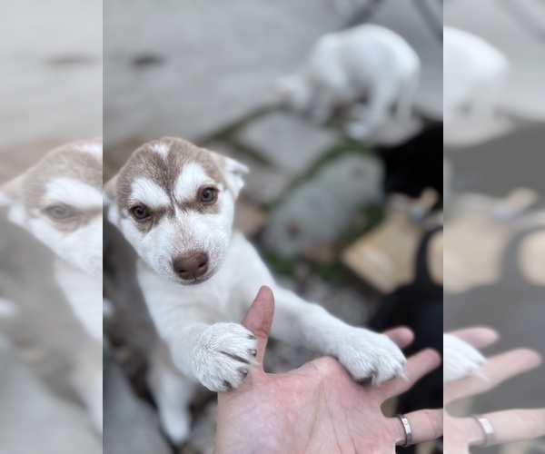 Medium Photo #1 Labrador Retriever-Siberian Husky Mix Puppy For Sale in OAKLAND, CA, USA