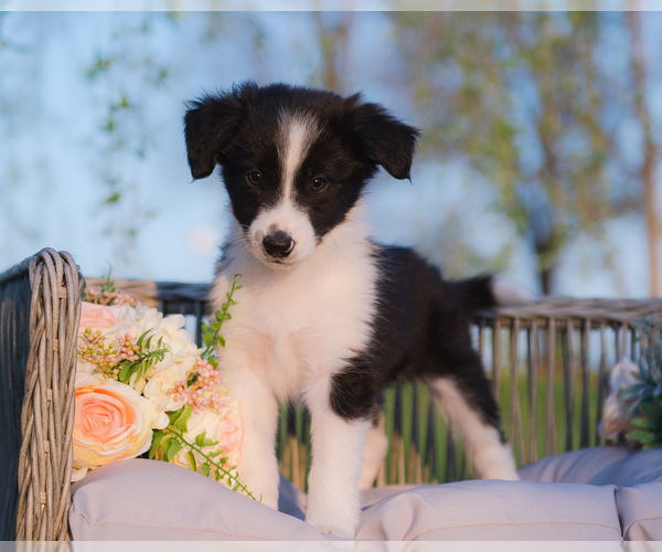 Medium Photo #5 Border Collie Puppy For Sale in STRAFFORD, MO, USA