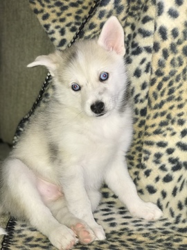 Medium Photo #4 Pomsky Puppy For Sale in CENTERVILLE, OH, USA