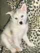 Small Photo #4 Pomsky Puppy For Sale in CENTERVILLE, OH, USA