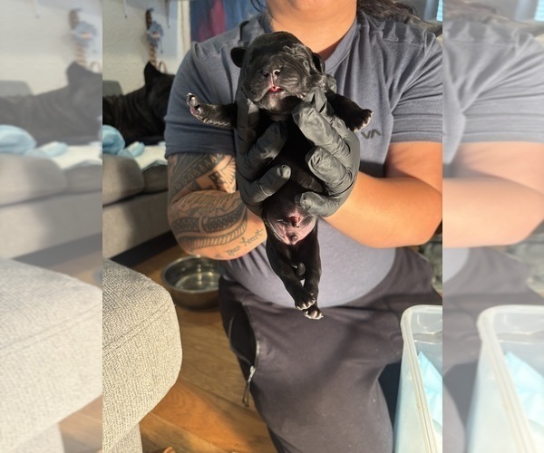 Medium Photo #20 Cane Corso Puppy For Sale in CASTRO VALLEY, CA, USA