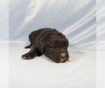 Small Photo #8 Golden Mountain Dog Puppy For Sale in BLACK FOREST, CO, USA