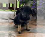 Small #1 German Shepherd Dog