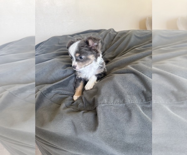 Medium Photo #3 Chihuahua Puppy For Sale in MARCUS, IA, USA