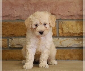 English Cream Golden Retriever-Poodle (Miniature) Mix Puppy for sale in FREDERICKSBG, OH, USA