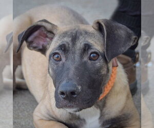 Sprinkles - Female Black Mouth Cur-German Shepherd Dog Mix Dog for Adoption - Photo #4