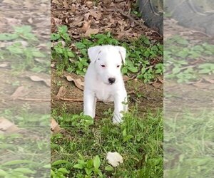 Parson Russell Terrier Puppy for sale in BONNIE, IL, USA