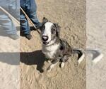 OLLIE - Male Border-Aussie Dog for Adoption - Small photo