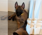 Small #1 Belgian Malinois