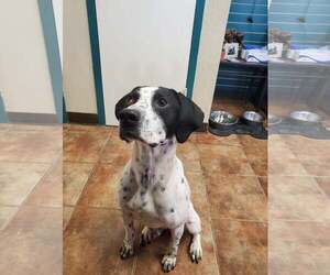 Pointer-Unknown Mix Dogs for adoption in Amarillo, TX, USA