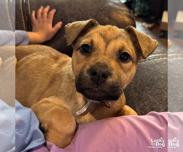 Medium Photo #9 Mutt Puppy For Sale in Washington, DC, USA