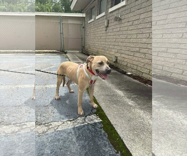 Medium Photo #1 American Pit Bull Terrier-Unknown Mix Puppy For Sale in Holly Springs, NC, USA