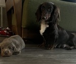 Small Photo #1 Dachshund Puppy For Sale in RIVERSIDE, CA, USA