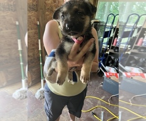 German Shepherd Dog Puppy for sale in MACY, IN, USA