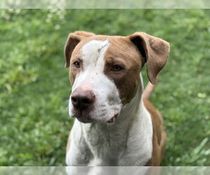 Mutt Dogs for adoption in Tulsa, OK, USA