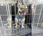 Small #4 French Bulldog