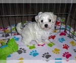 Small #3 Maltese