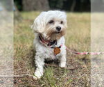 Small Maltipoo (Miniature)