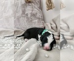 Small #9 Sheepadoodle