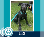 Small #9 Labrador Retriever Mix