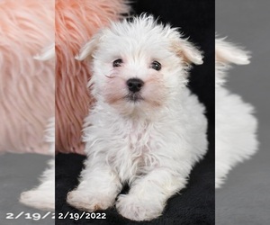 Maltese Puppy for sale in LOWELL, MA, USA