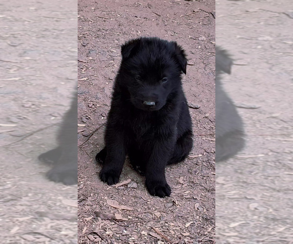 Medium Photo #1 German Shepherd Dog Puppy For Sale in GRETNA, VA, USA