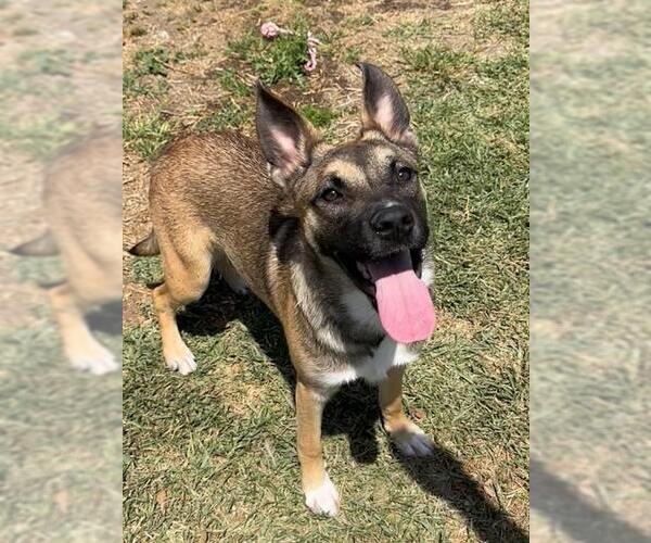 Medium Photo #4 German Shepherd Dog-Unknown Mix Puppy For Sale in Sebec, ME, USA