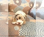 Small Photo #10 English Bulldog Puppy For Sale in CIBOLO, TX, USA