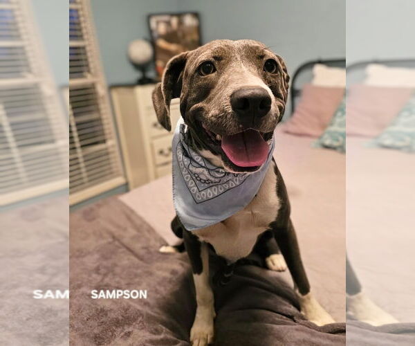 Medium Photo #6 American Staffordshire Terrier-Unknown Mix Puppy For Sale in Maryville, TN, USA