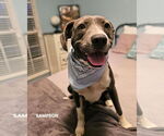 Small #5 American Staffordshire Terrier Mix