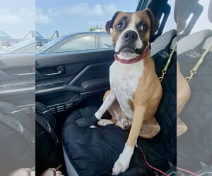 Boxer Dogs for adoption in Dumont, NJ, USA