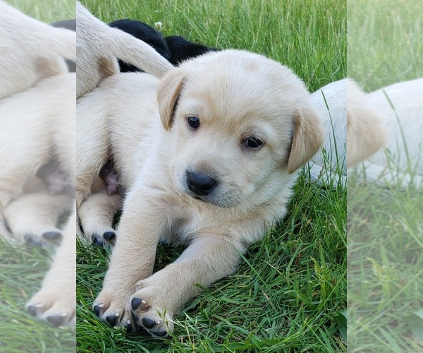 Medium Photo #28 Labrador Retriever Puppy For Sale in OLYMPIA, WA, USA
