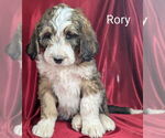 Puppy Rory Bernedoodle