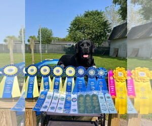 Father of the Labrador Retriever puppies born on 06/05/2025