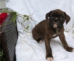 Small Photo #38 Boxer Puppy For Sale in GOSHEN, IN, USA