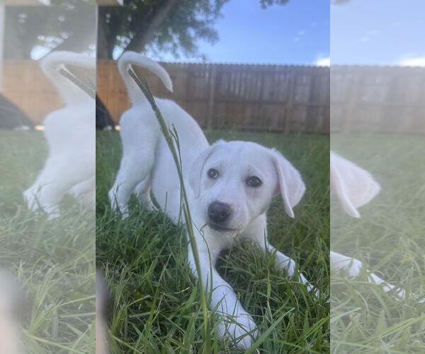 Medium Photo #5 Great Pyrenees-Unknown Mix Puppy For Sale in Houston, TX, USA